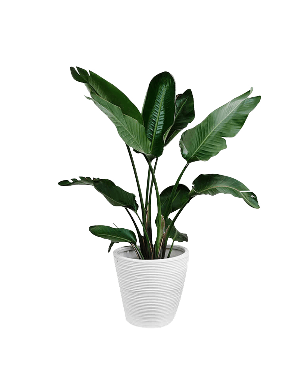 Parodia chrysacanthion